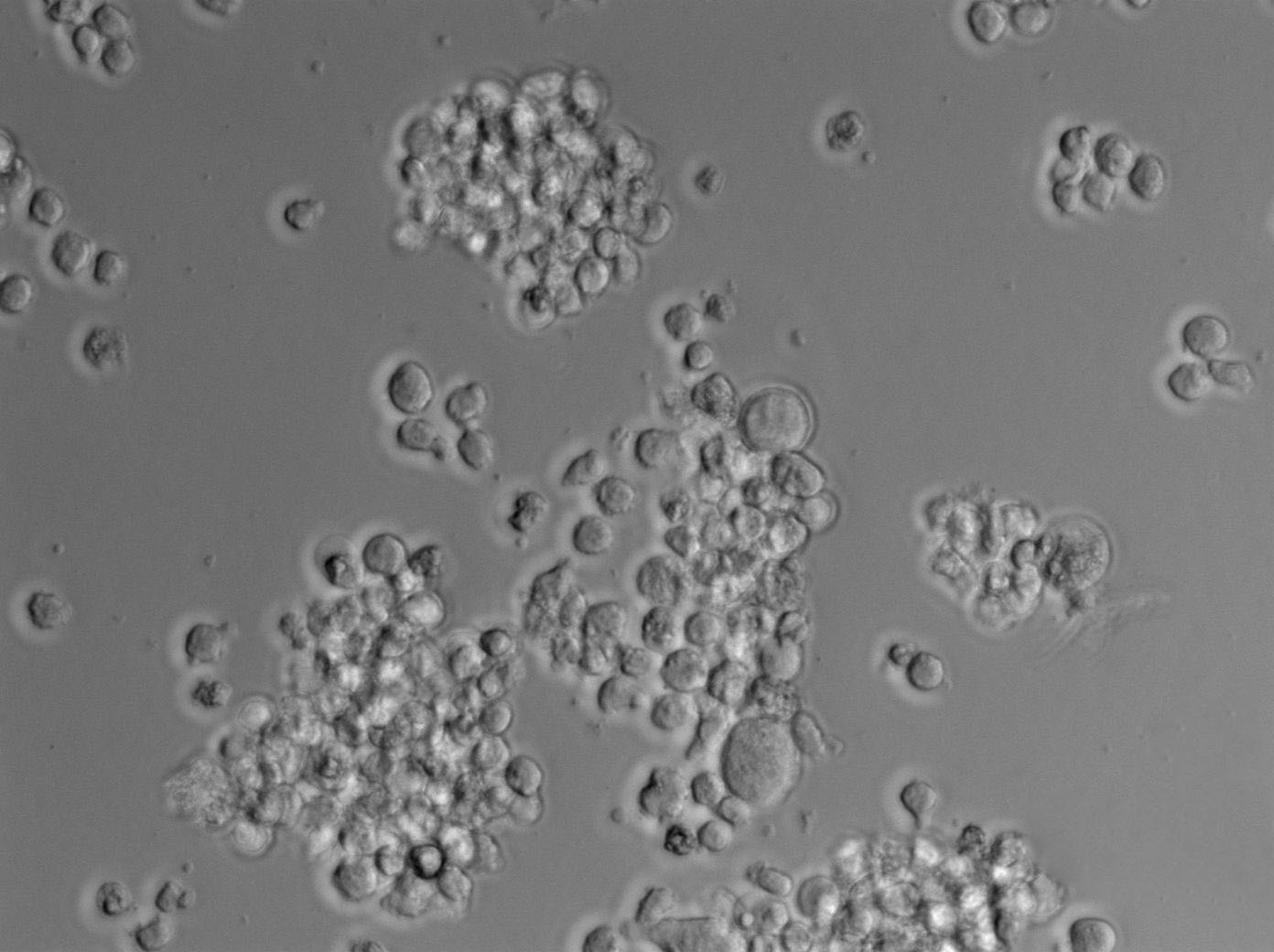 MDCC-MSB1|鸡淋巴瘤血清培养细胞(免费送STR),MDCC-MSB1
