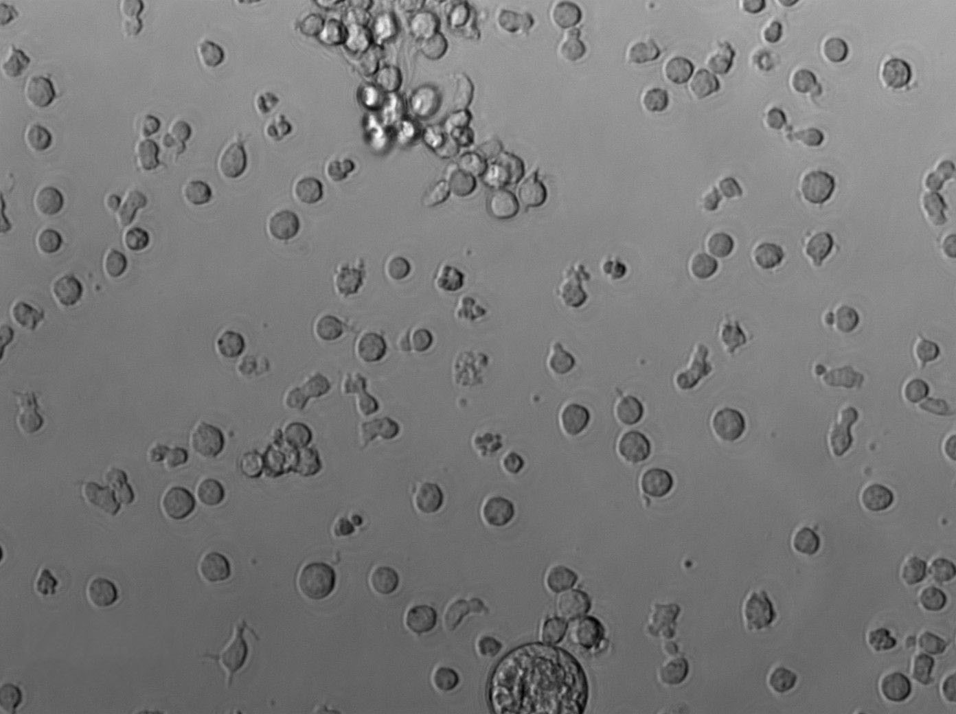 C8166|人T淋巴细胞白血病血清培养细胞(免费送STR),C8166