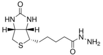 D-生物素酰肼,(+)-Biotin hydrazide