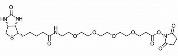 NHS-PEO4-Biotin，Biotin-PEG4-NHS Ester，生物素四聚乙二醇N-羟基琥珀酰亚胺酯,NHS-PEO4-Biotin
