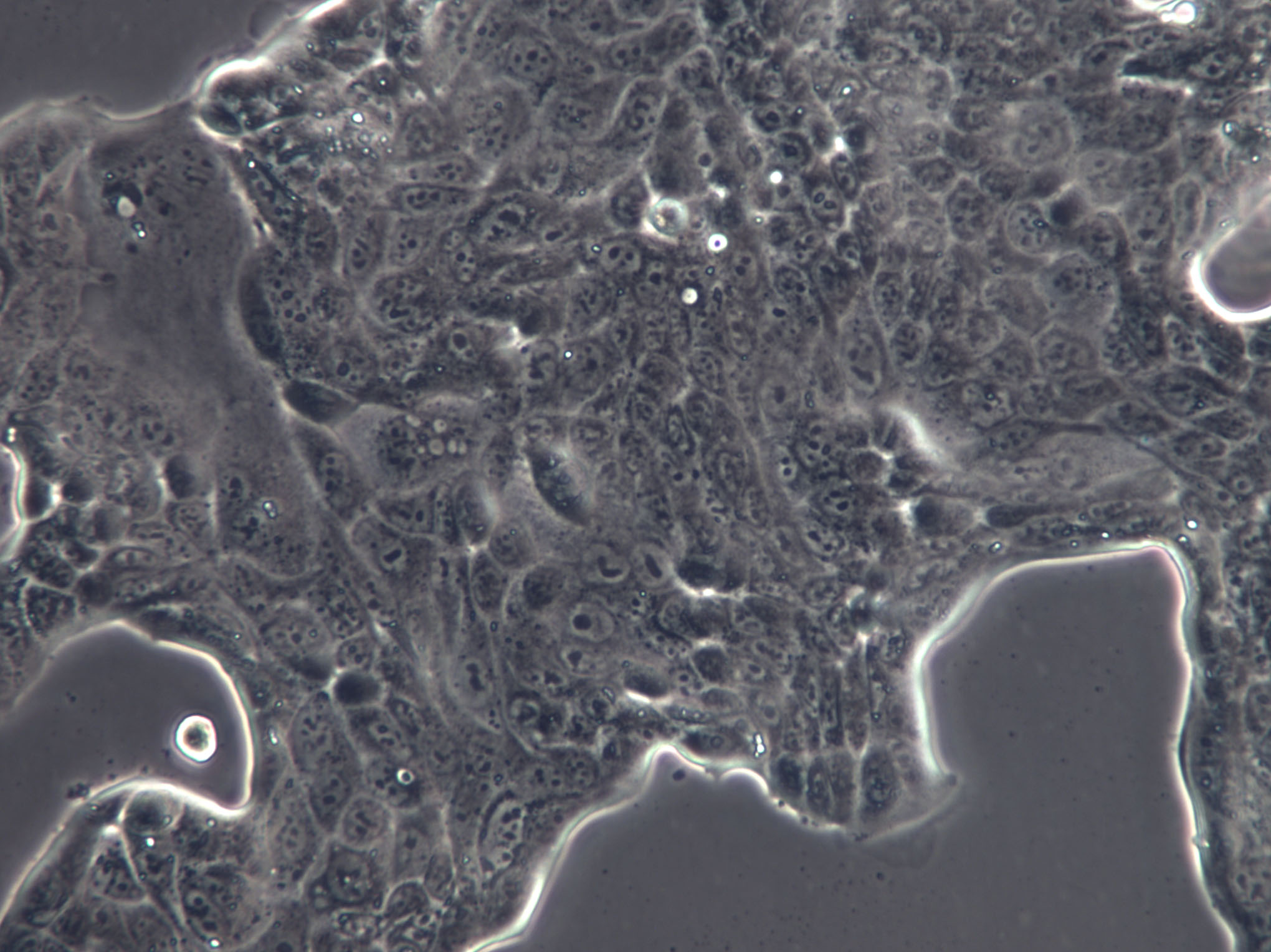 MA-104 Cell|猴胎肾细胞,MA-104 Cell