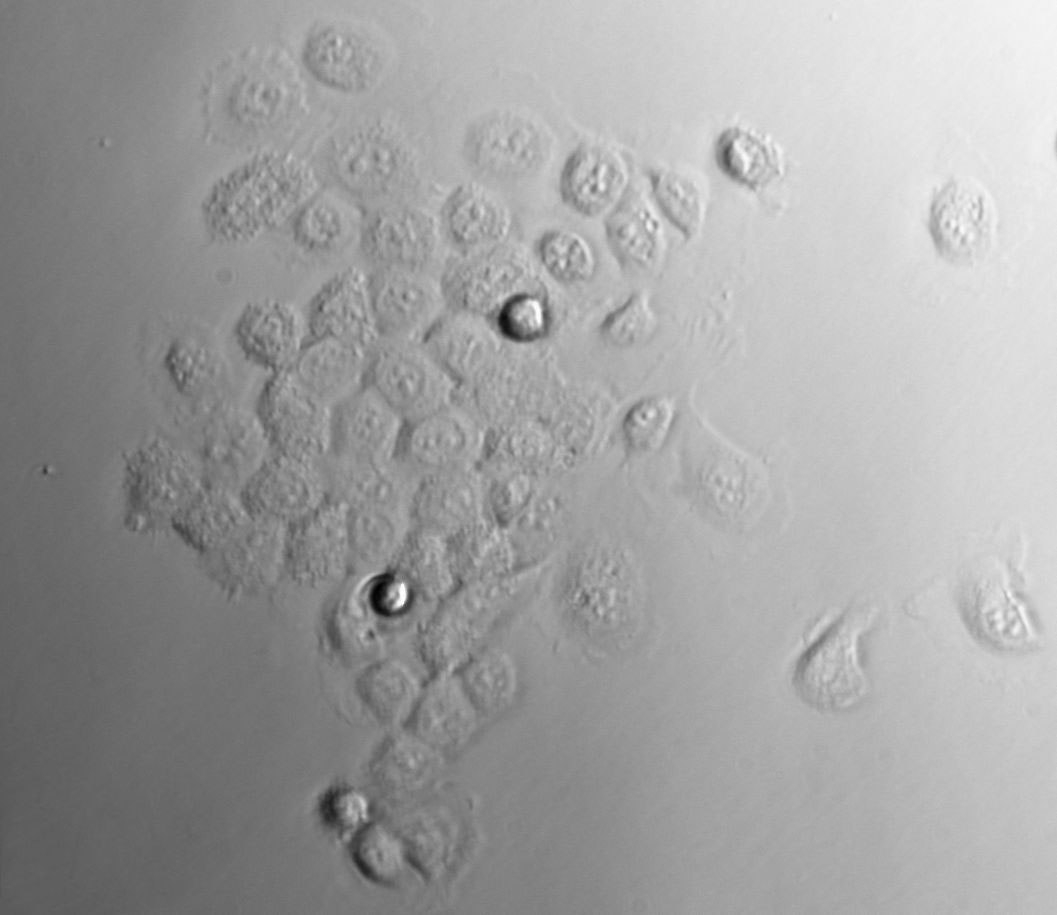 B-3 Cell|人晶狀體上皮細胞,B-3 Cell