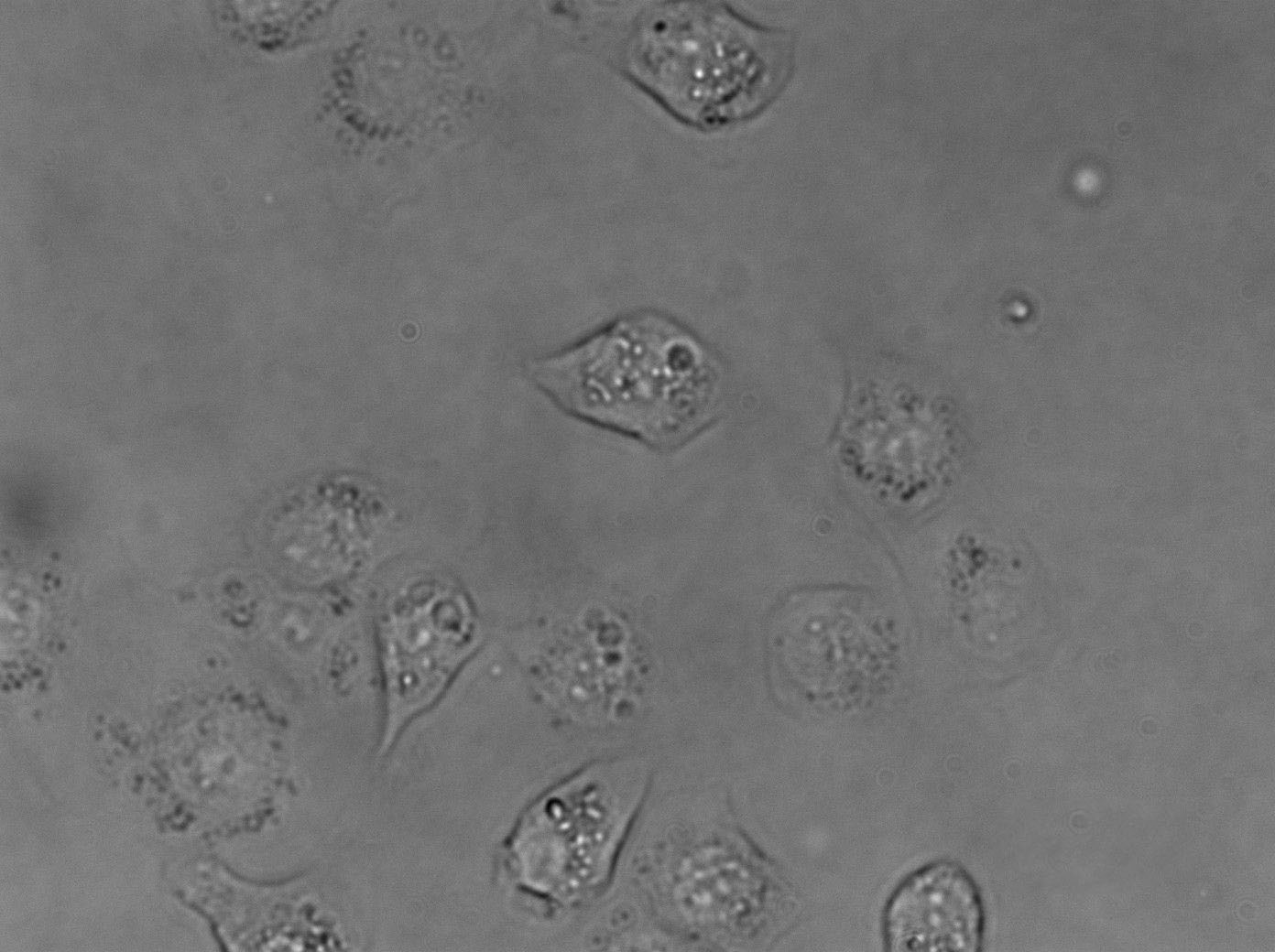 WSU-HN13 Cell|人口腔鳞状细胞癌细胞,WSU-HN13 Cell