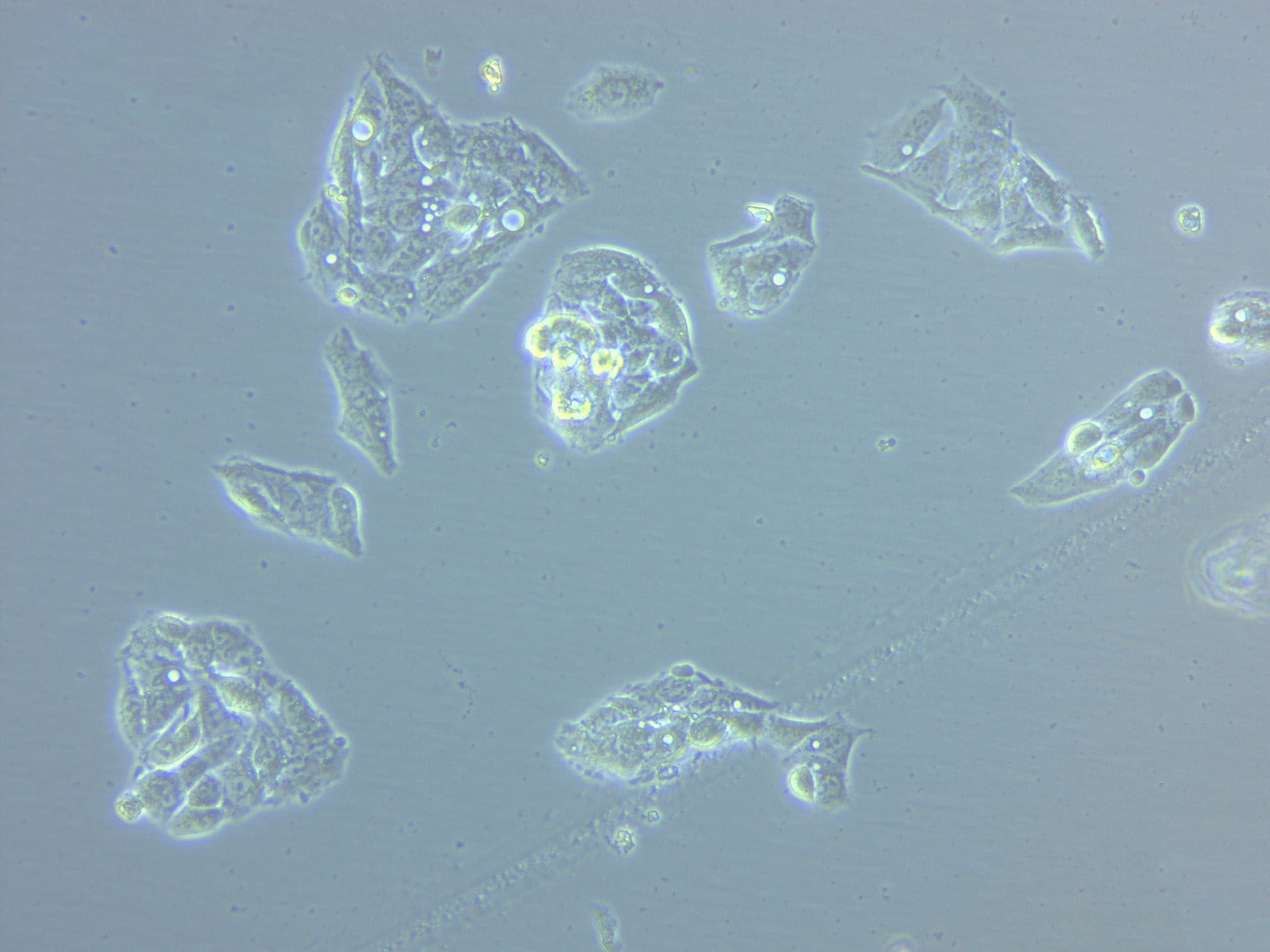 184A1 Cell|人乳腺上皮细胞,184A1 Cell