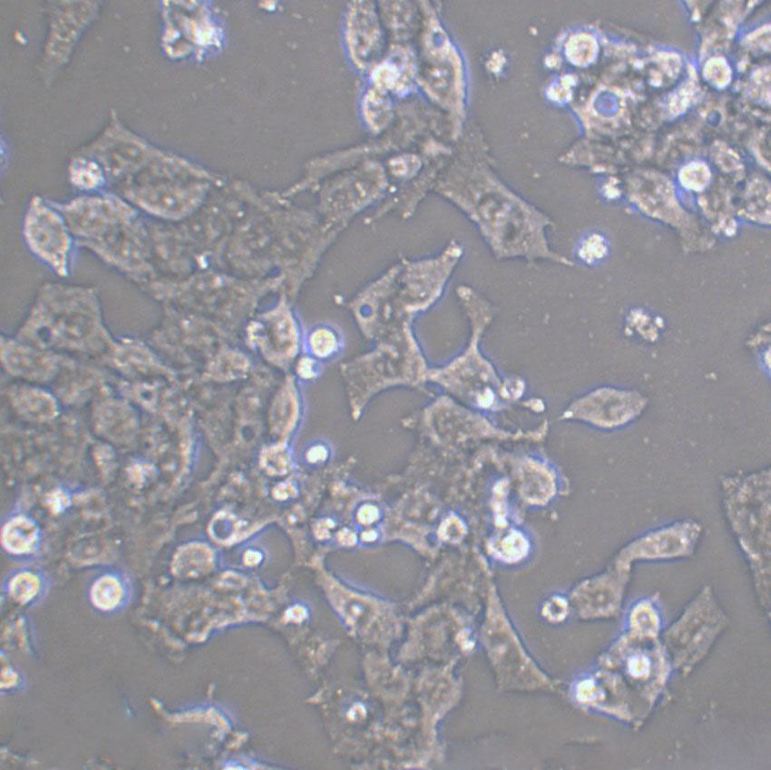 MIO-M1 Cell|视网膜Muller干细胞,MIO-M1 Cell