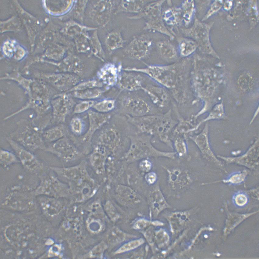 M20 [Human melanoma] Cell|人胚胎皮肤细胞,M20 [Human melanoma] Cell