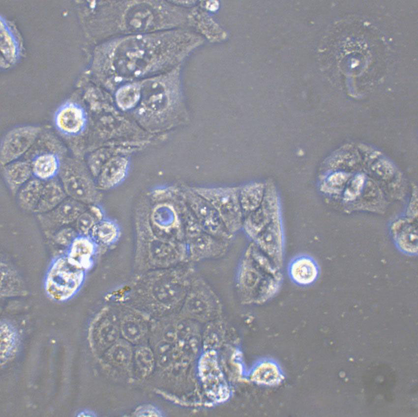 DrG Cell|大鼠背根神经细胞,DrG Cell
