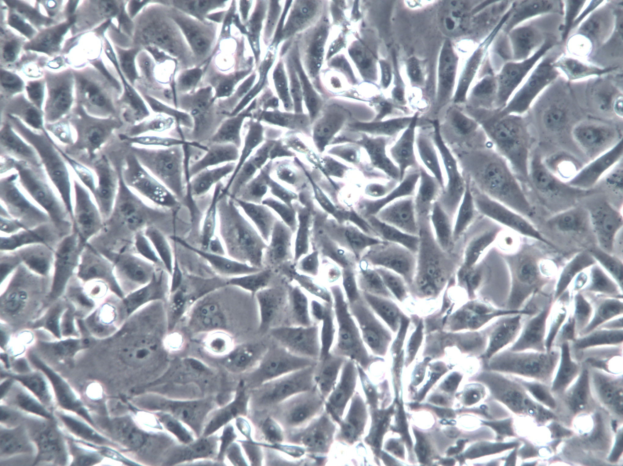 BAEC Cell|牛主动脉内皮细胞,BAEC Cell