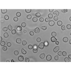 NFS-60|G-CSF依赖性小鼠白血病血清培养细胞(免费送STR)
