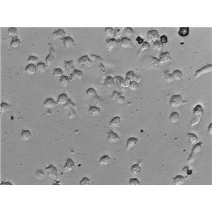 C1498|小鼠白血病血清培养细胞(免费送STR)