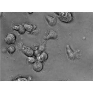 GC-2spd(ts) Cell|小鼠精母细胞