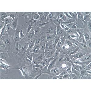 3D4/21 Cell|猪肺泡巨噬细胞