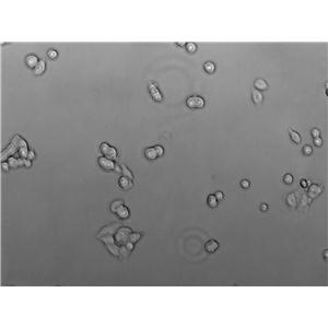 RMC-1 Cell|大鼠视网膜Muller细胞