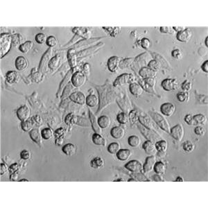 BEND Cell|牛子宫内膜上皮细胞