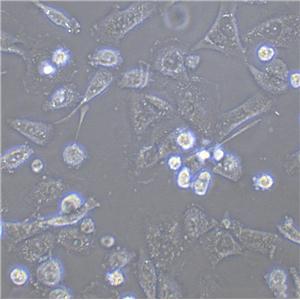 KTA7 Cell|人肺腺癌细胞,KTA7 Cell