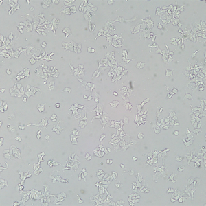 3T3-L1（小鼠胚胎成纤维细胞）