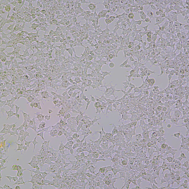 A20（小鼠B细胞淋巴瘤细胞）,A20