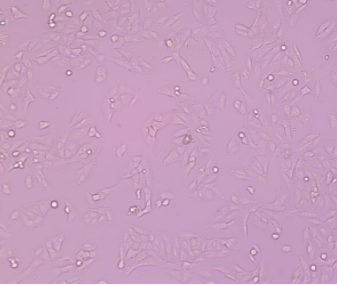 ATDC5（小鼠成软骨细胞）,ATDC5