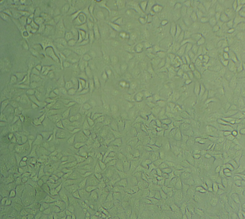 PT67 Cell|小鼠逆转录病毒包装细胞,PT67 Cell