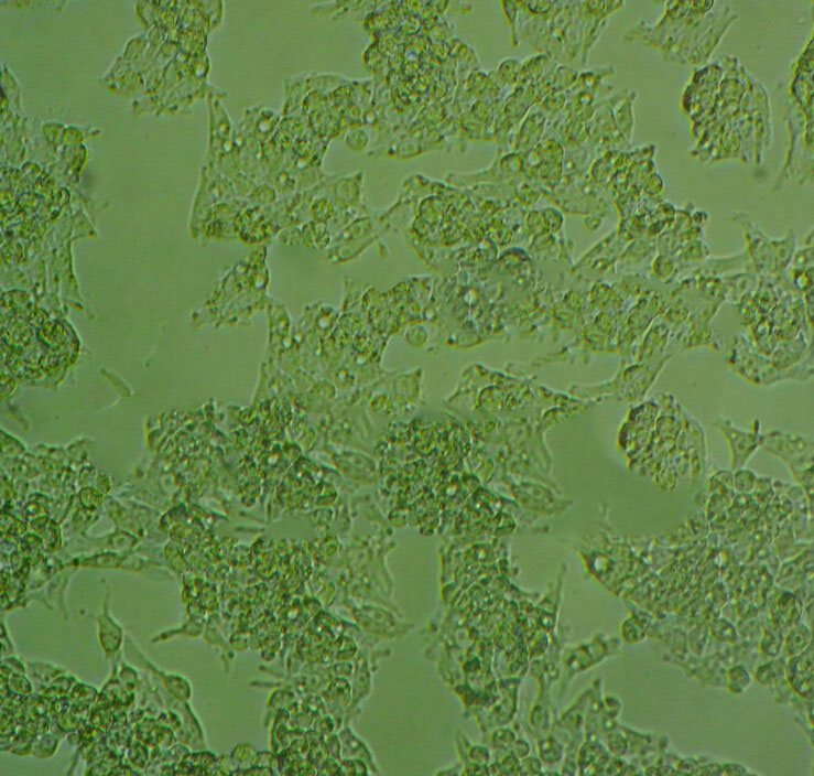 U-373MG ATCC Cell|人胶U-373MG ATCC Cell|人胶质瘤细胞质瘤细胞,U-373MG ATCC Cell