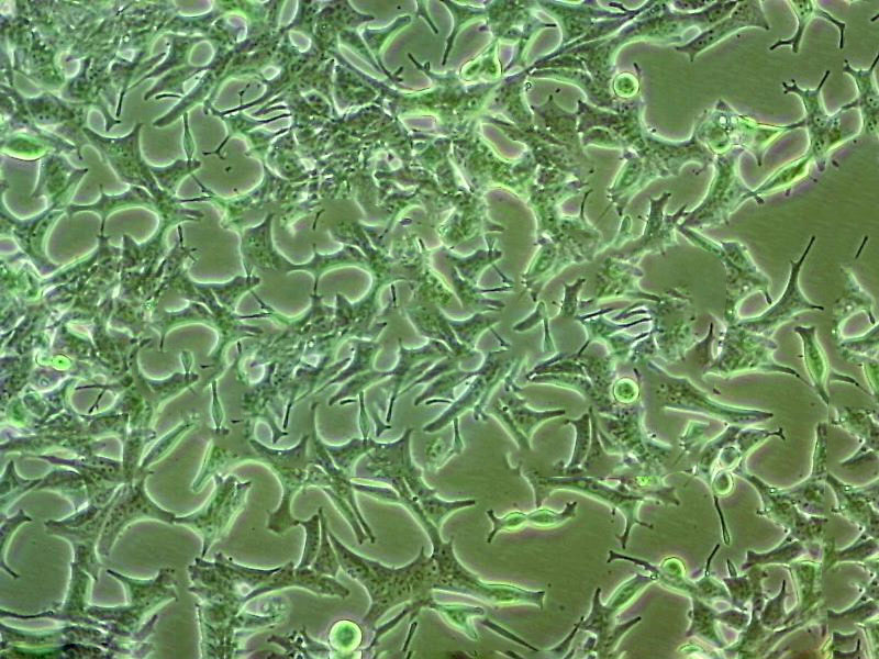 BAR-T Cell|人食管上皮细胞,BAR-T Cell