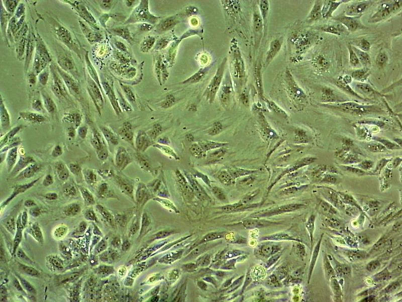 HSAEC1-KT Cell|人肺小氣道上皮細(xì)胞,HSAEC1-KT Cell