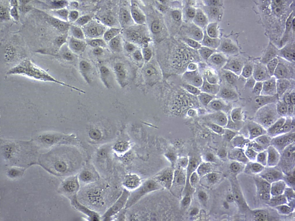 BSC40 Cell|非洲绿猴肾细胞,BSC40 Cell