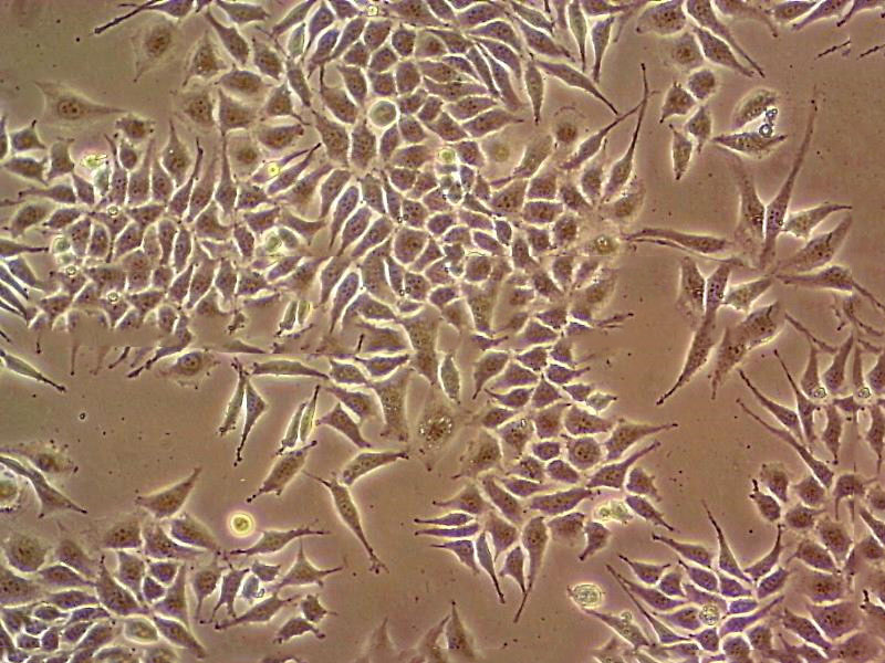 B35 Cell|大鼠神经母细胞瘤细胞,B35 Cell|