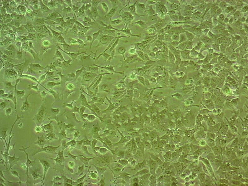 LMH Cell|鸡肝癌细胞,LMH Cell