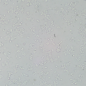 3T3-L1（小鼠胚胎成纤维细胞）