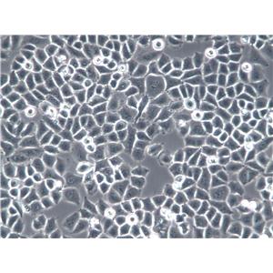 HEK293-A Cell|腺病毒包装人胚肾细胞