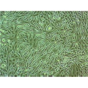 TCMK-1 Cell|小鼠肾小管上皮细胞