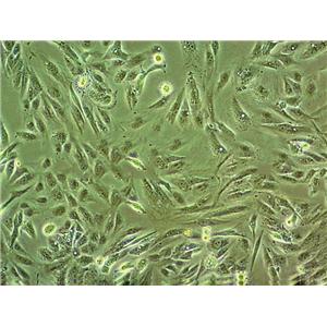 HSAEC1-KT Cell|人肺小气道上皮细胞,HSAEC1-KT Cell