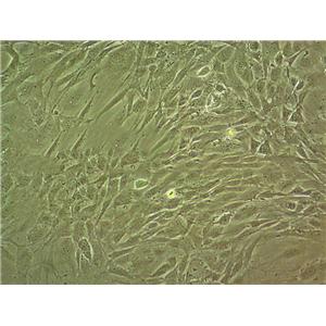 IB-RS-2 Cell|猪肾细胞,IB-RS-2 Cell
