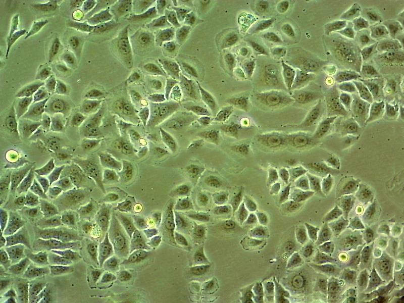 NE-4C Cell|小鼠神经干细胞,NE-4C Cell