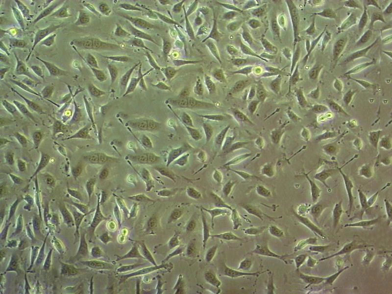 NCI-H2591 Cell|人肺癌细胞,NCI-H2591 Cell