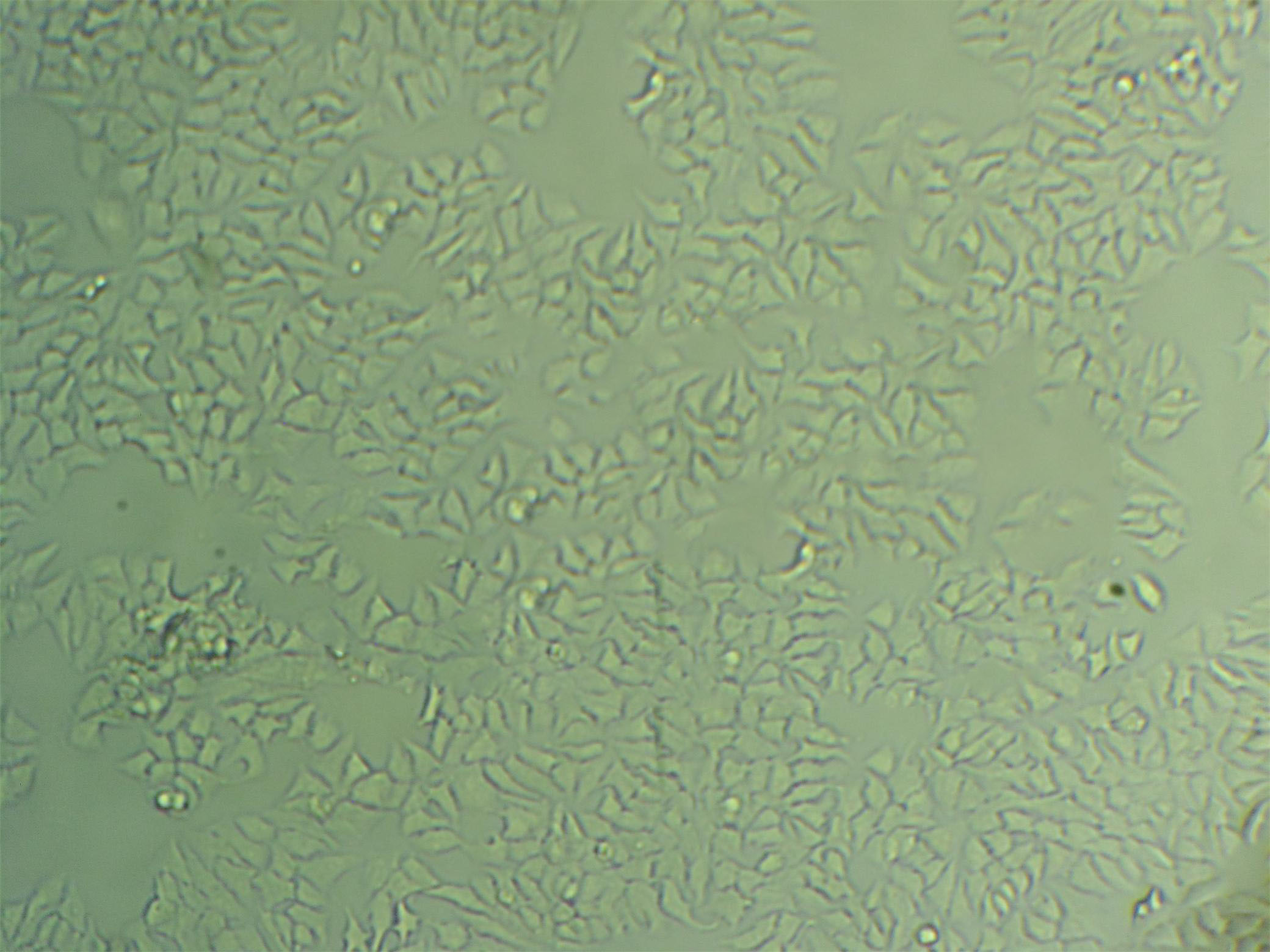 L2 Cell|大鼠肺泡上皮细胞,L2 Cell
