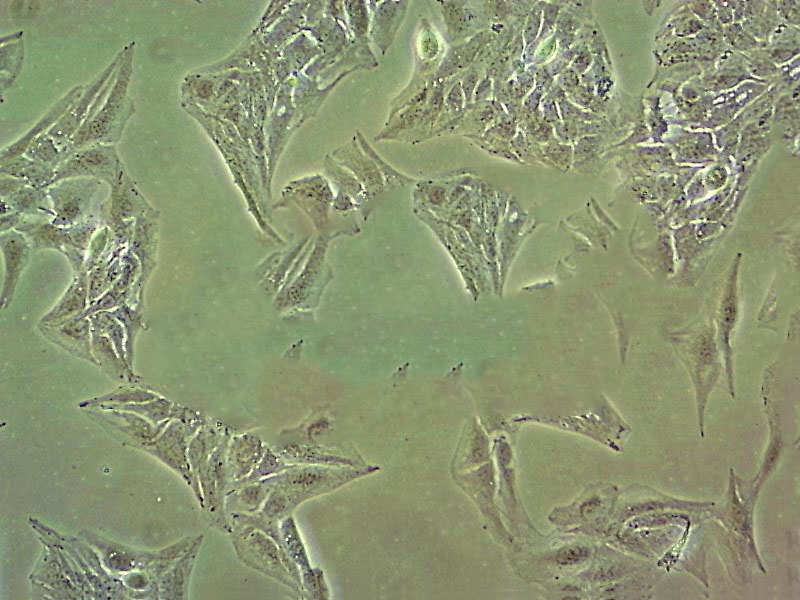 HSC-1 Cell|人皮肤鳞癌细胞,HSC-1 Cell