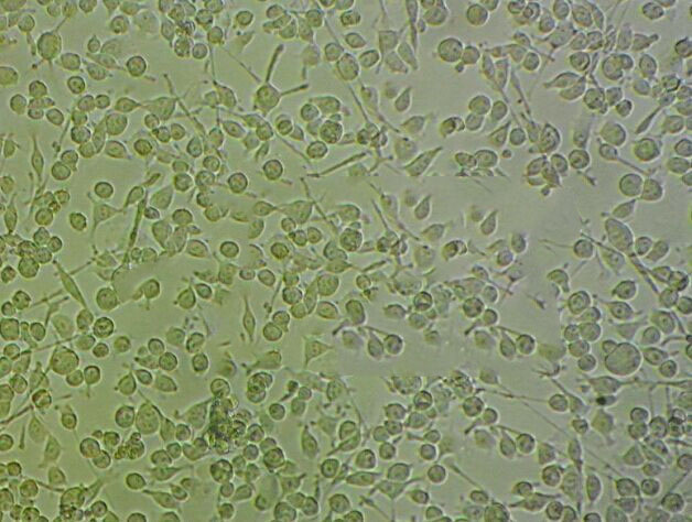RGM1 Cell|大鼠正常胃黏膜上皮细胞,RGM1 Cell