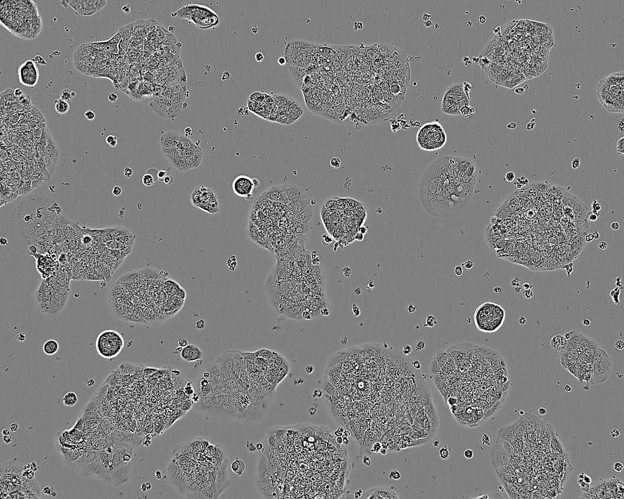 FHL124 Cell|人晶状体上皮细胞,FHL124 Cell