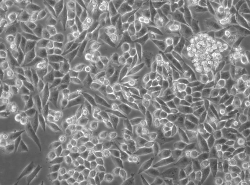 NCI-H498 Cell|人结直肠腺癌细胞,NCI-H498 Cell