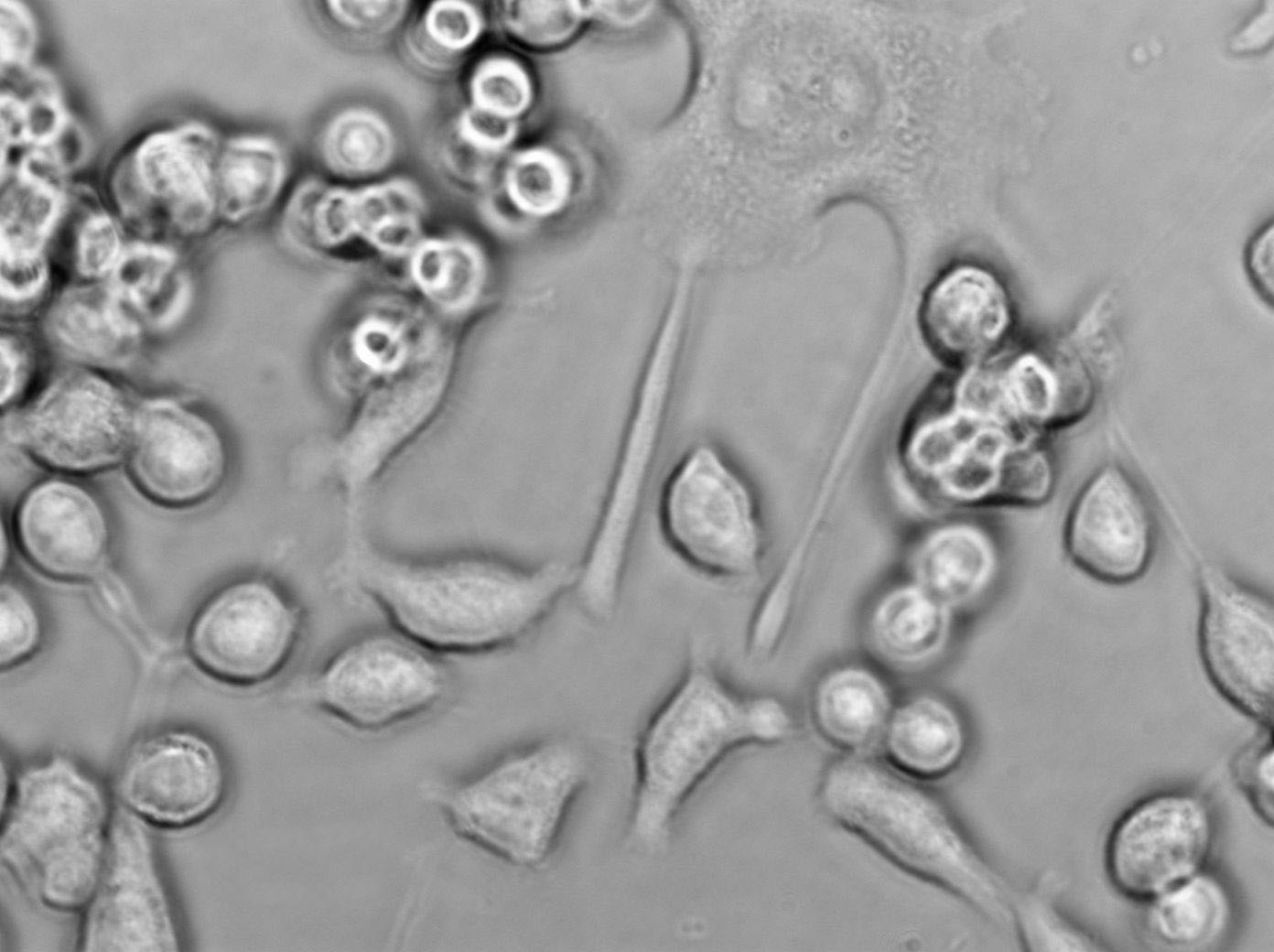 HuLEC-5a Cell|人肺微血管内皮细胞,HuLEC-5a Cell