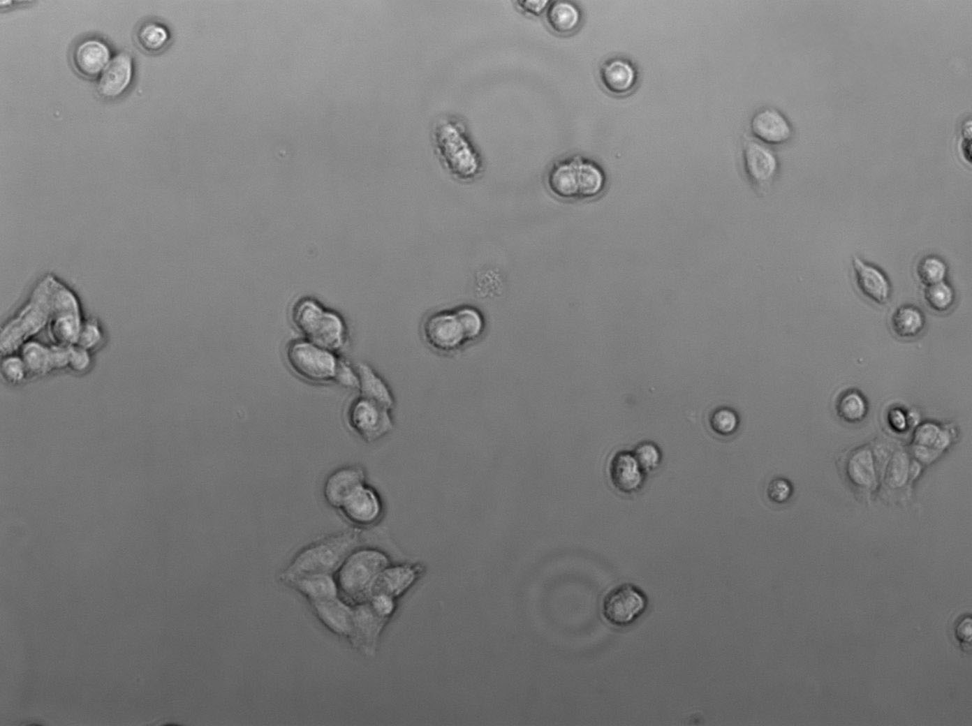 NCI-H250 Cell|人小细胞肺癌细胞,NCI-H250 Cell