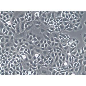 AMJ2-C8 Cell|小鼠巨噬细胞