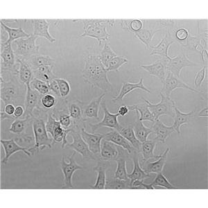 253J-BV Cell|人膀胱癌细胞