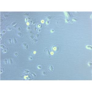 R2C Cell|大鼠睾丸间质细胞