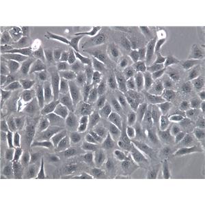 L-WRN Cell|小鼠皮下结缔组织细胞