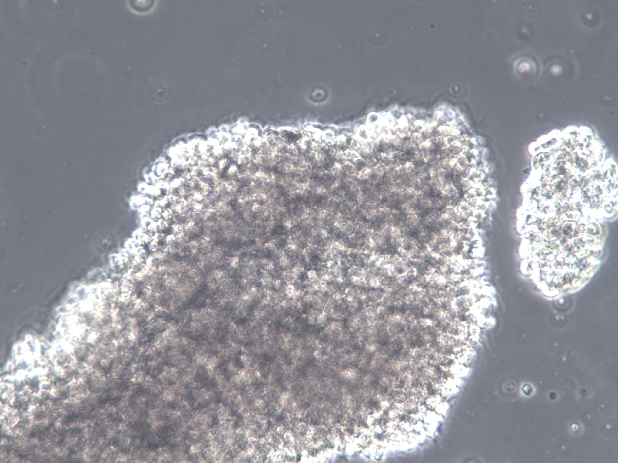 改良胰蛋白胨大豆肉汤培养基基础,mTSB Broth with Novobiocin Base