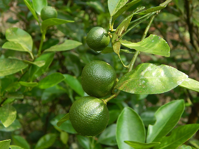 枳實辛弗林,Citrus Aurantium P.E