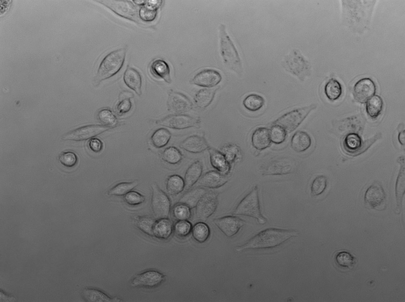 6-10B Cell|人鼻咽癌细胞,6-10B Cell